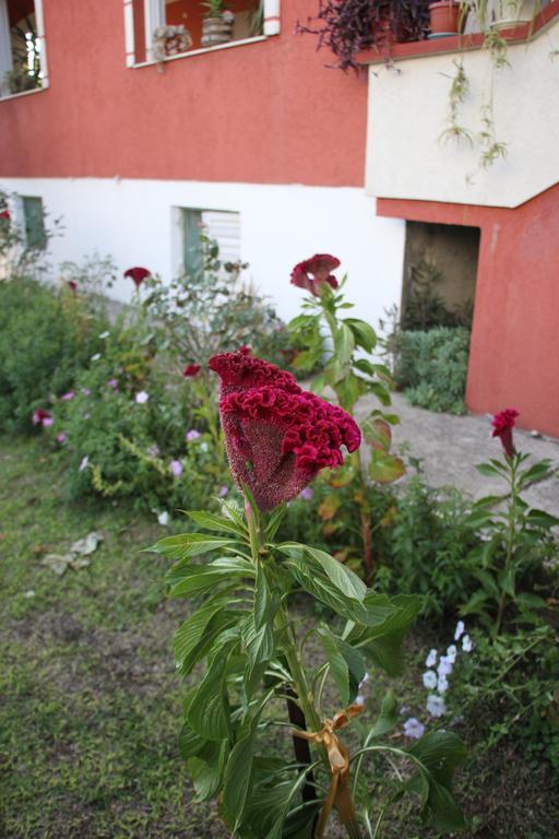 Alvanita Apartments Ulcinj Buitenkant foto
